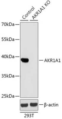 Knockout Validated: AKR1A1 Antibody - Azide and BSA Free [NBP3-03447]