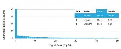 Protein Array: AKR1B1 Antibody (CPTC-AKR1B1-3) [NBP2-79796]