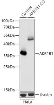 Knockout Validated: AKR1B1 Antibody - Azide and BSA Free [NBP3-03442]