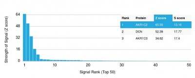 Protein Array: AKR1C2 Antibody (CPTC-AKR1C2-1) [NBP2-79775]