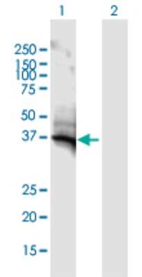 Western Blot: AKR1C2 Antibody [H00001646-B02P]