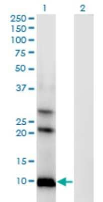 Western Blot: AKR1CL1 Antibody (4G8) [H00340811-M04]