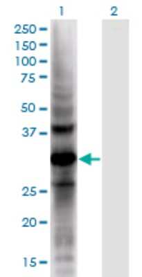 Western Blot: AKR1CL2 Antibody (1C8) [H00083592-M02]