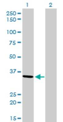 Western Blot: AKR7A2 Antibody (2A6) [H00008574-M01]