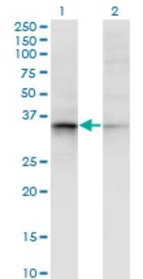 Western Blot: AKR7A2 Antibody (2H3) [H00008574-M15]