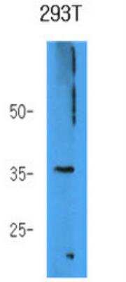 Western Blot: AKR7A3 Antibody (2E11)BSA Free [NBP1-97944]