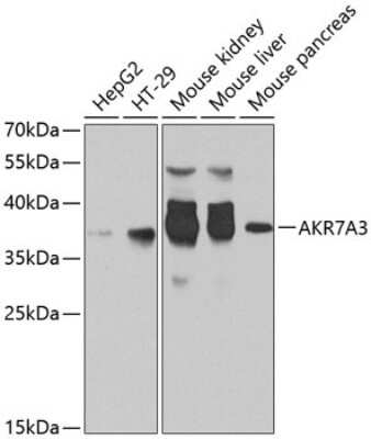 Western Blot: AKR7A3 AntibodyBSA Free [NBP2-92684]