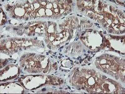 Immunohistochemistry: AKT1 Antibody (OTI4D6) - Azide and BSA Free [NBP2-70135]
