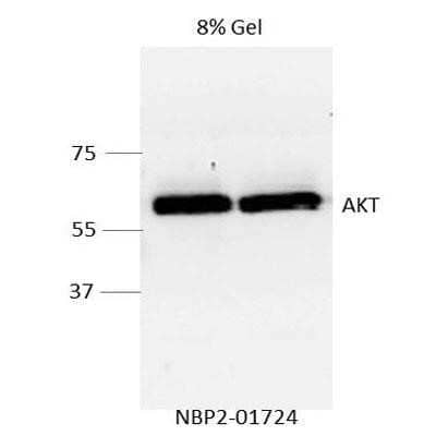 Western Blot: AKT1 Antibody (OTI4D6)Azide and BSA Free [NBP2-70135]