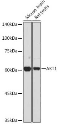 Western Blot: AKT1 AntibodyAzide and BSA Free [NBP2-92953]