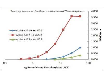 ELISA: AKT2 Antibody (11F6.B2) [NBP2-44216]