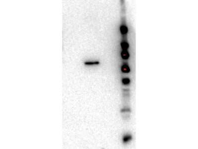 Western Blot: AKT2 Antibody (11F6.B2) [NBP2-44216]