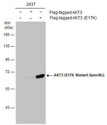 Western Blot: AKT3 AntibodyE17K Mutant [NBP3-13105]