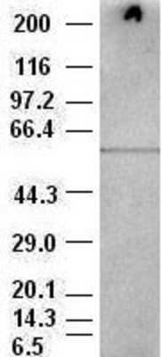 Western Blot: AKT3 Antibody (OTI9B2) [NBP1-47657]