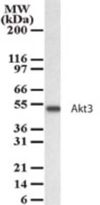 Western Blot: AKT3 Antibody [NB100-56345]