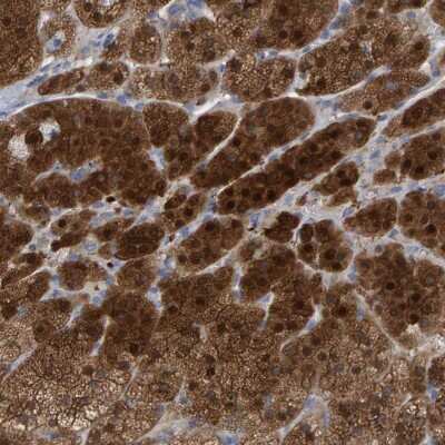 Immunohistochemistry-Paraffin: ALAD Antibody [NBP1-89158]