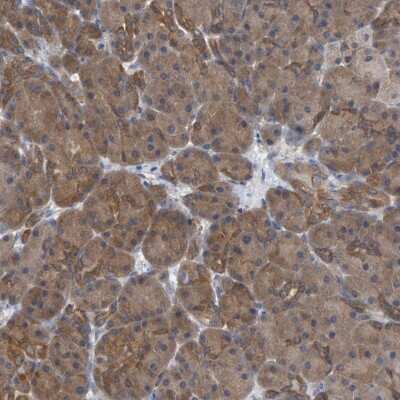 Immunohistochemistry-Paraffin: ALAD Antibody [NBP1-89158]