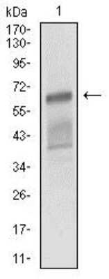 Western Blot: ALCAM/CD166 Antibody (4H9A5)BSA Free [NBP2-37345]