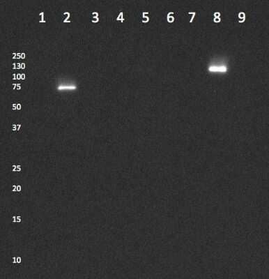 Western Blot: ALCAM/CD166 Antibody (4H9A5)BSA Free [NBP2-37345]