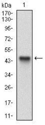 Western Blot: ALCAM/CD166 Antibody (8E12C7)BSA Free [NBP2-37358]