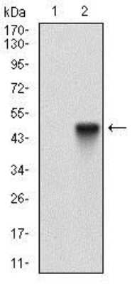 Western Blot: ALCAM/CD166 Antibody (8E12C7)BSA Free [NBP2-37358]