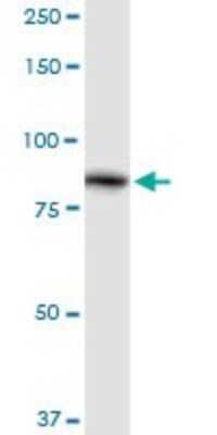 Western Blot: ALDH16A1 Antibody [H00126133-D01P]