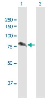 Western Blot: ALDH16A1 Antibody [H00126133-D01P]