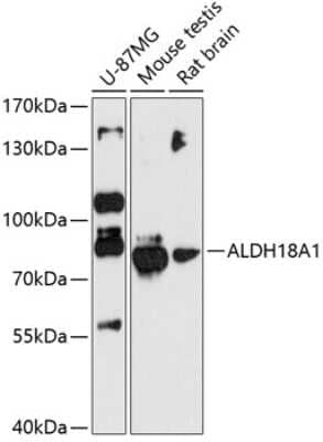 Western Blot: ALDH18A1 AntibodyAzide and BSA Free [NBP2-92069]