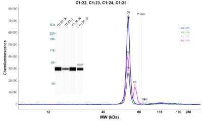 Simple Western: ALDH1A2 Antibody [NBP1-87158]