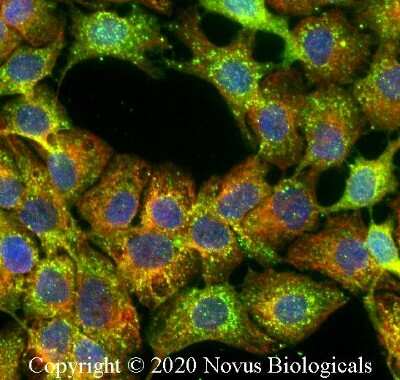Immunocytochemistry/ Immunofluorescence: ALDH1A3 Antibody - BSA Free [NBP2-15339]