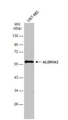 Western Blot: ALDH1A3 AntibodyBSA Free [NBP2-15339]
