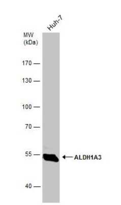 Western Blot: ALDH1A3 AntibodyBSA Free [NBP2-15339]