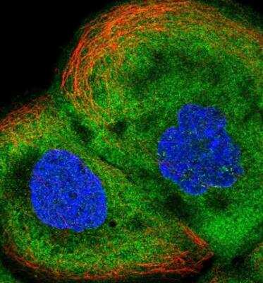 Immunocytochemistry/ Immunofluorescence: ALDH1A3 Antibody [NBP1-91657]