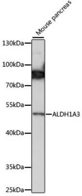 Western Blot: ALDH1A3 AntibodyAzide and BSA Free [NBP2-92218]