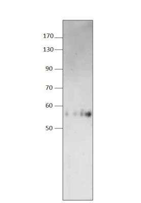 Western Blot: ALDH1A3 Antibody [NBP3-12280]