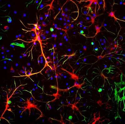 Immunocytochemistry/ Immunofluorescence: ALDH1L1 Antibody (2E7) [NBP2-50033]