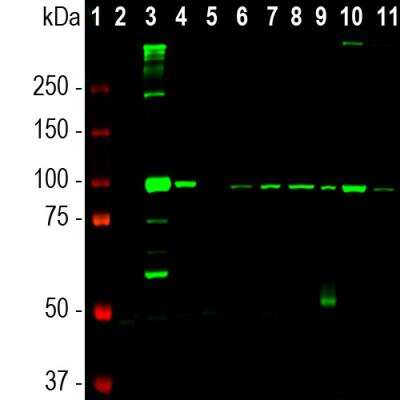 Western Blot: ALDH1L1 Antibody (2E7) [NBP2-50033]