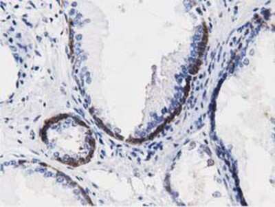 Immunohistochemistry-Paraffin: ALDH1L1 Antibody (OTI3D2) [NBP2-03143]