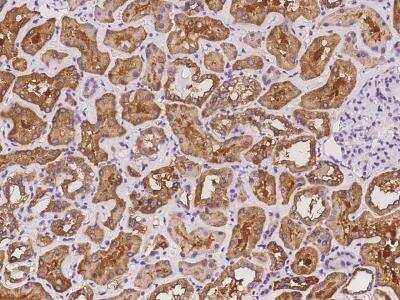 Immunohistochemistry-Paraffin: ALDH1L1 Antibody [NBP2-97374]