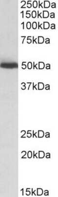 Western Blot: ALDH2 Antibody [NBP1-52051]