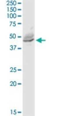 Western Blot: ALDH3B1 Antibody [H00000221-D01P]