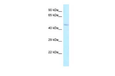 Western Blot: ALDH3B2 Antibody [NBP2-86975]