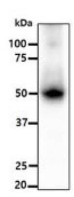 Western Blot: ALDH5A1 Antibody (17F5)BSA Free [NBP2-59409]