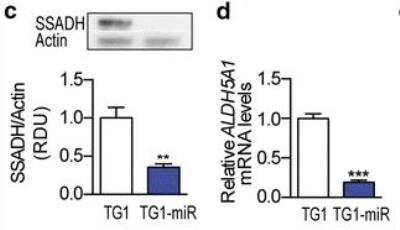 Western Blot: ALDH5A1 Antibody (17F5)BSA Free [NBP2-59409]