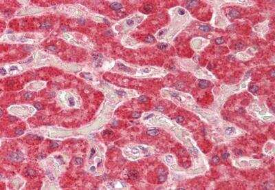 Immunohistochemistry-Paraffin: ALDH5A1 Antibody [NBP1-52100]