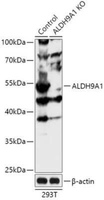 Knockout Validated: ALDH9A1 Antibody - Azide and BSA Free [NBP3-03026]