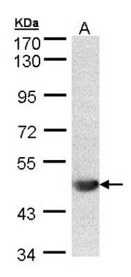 Western Blot: ALG1 Antibody [NBP1-32275]