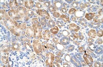 Immunohistochemistry-Paraffin: ALG11 Antibody [NBP1-91577]