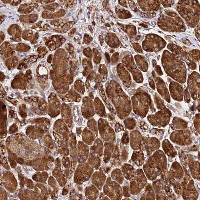 Immunohistochemistry-Paraffin: ALG11 Antibody [NBP1-93651]