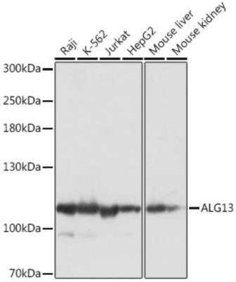 Western Blot: ALG13 AntibodyAzide and BSA Free [NBP2-92394]